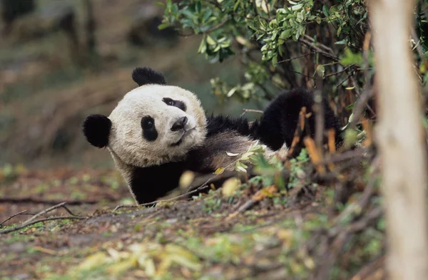 Giant Panda Ailuropoda Melanoleuca Chengdu Kutatási Alap Sichuan Kína Kína — Stock Fotó