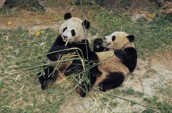 Giant Panda Ailuropoda Melanollca Chengdu Research Base Sichuan China Chinese — стоковое фото