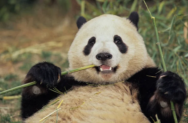 Panda Giant Ailuropoda Melanoleuca Base Ricerca Chengdu Sichuan Cina Nome — Foto Stock