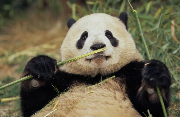 Giant Panda Ailuropoda Melanoleuca Chengdu Research Base Sichuan China Chinese — Zdjęcie stockowe