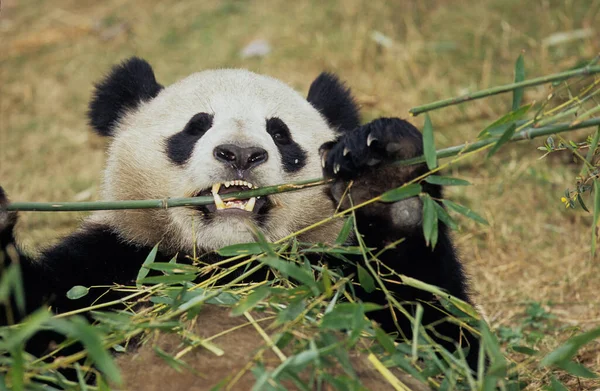 Giant Panda Ailuropoda Melanoleuca Chengdu Forschungsbasis Sichuan China Chinese Name — Stockfoto
