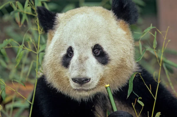 Giant Panda Ailuropoda Melanoleuca Chengdu Research Base Sichuan China Chinese — 图库照片