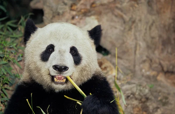 Giant Panda Ailuropoda Melanoleuca Chengdu Research Base Sichuan China Chinese — Stockfoto