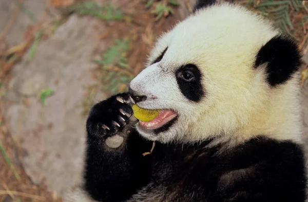 Giant Panda Ailuropoda Melanoleuca Chengdu Research Base Sichuan China Chinese — Stock fotografie