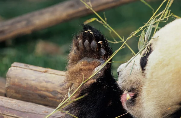 Giant Panda Ailuropoda Melanollca Chengdu Research Base Sichuan China Chinese — стоковое фото