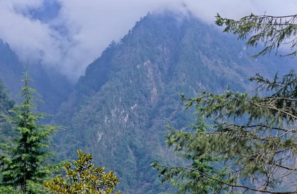 Qionglai Mountains Wolong Nature Reerve Wolong Sichuan China Sichuan Giant — Stock fotografie