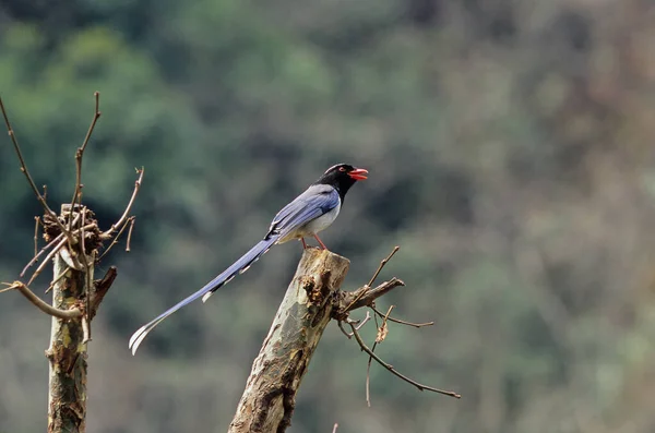 Magpie Urocissa Erythrorhynca Wolong Sichuan Chine Sanctuaires Panda Giant Sichuen — Photo