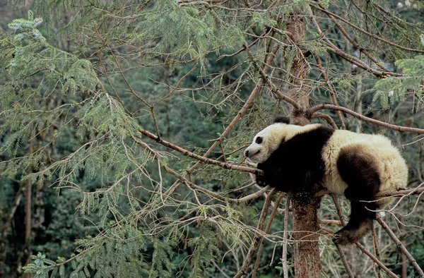 Baby Giant Panda Ailuropoda Melanoleuca Xiongmao Wolong Sichuan China Sichuan — 스톡 사진