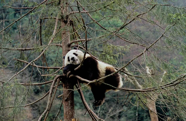 Baby Giant Panda Ailuropoda Melanoleuca Nombre Chino Xiongmao Wolong Sichuan —  Fotos de Stock