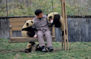 BABY devi PANDA (AILUROPODA MELANOLEUCA), Çince adı: XIONGMAO, WOLONG, SICHUAN, Çin, SICHUAN devi PANDA SANTUARİYESİ, MAN and BOSPhere RESERVE, DÜNYA NATURAL HerITAGE UNESCO (2006))