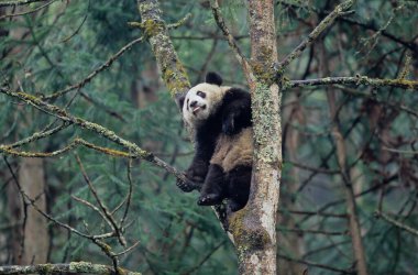 BABY devi PANDA (AILUROPODA MELANOLEUCA), Çince adı: XIONGMAO, WOLONG, SICHUAN, Çin, SICHUAN devi PANDA SANTUARİYESİ, MAN and BOSPhere RESERVE, DÜNYA NATURAL HerITAGE UNESCO (2006))