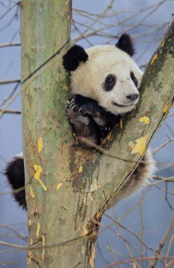 BABY devi PANDA (AILUROPODA MELANOLEUCA), Çince adı: XIONGMAO, WOLONG, SICHUAN, Çin, SICHUAN devi PANDA SANTUARİYESİ, MAN and BOSPhere RESERVE, DÜNYA NATURAL HerITAGE UNESCO (2006))