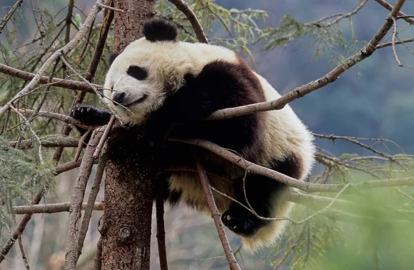 Baby Giant Panda Ailuropoda Melanoleuca Chinese Name Xiongmao Wolong Sichuan — 图库照片