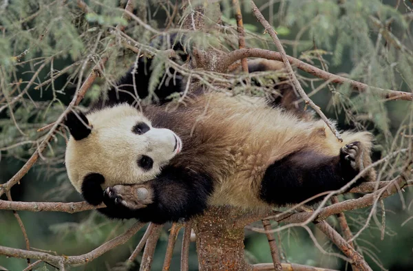 Baby Giant Panda Ailuropoda Melanoleuca Chinese Nazwa Xiongmao Wolong Sichuan — Zdjęcie stockowe