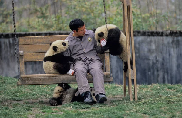 BABY devi PANDA (AILUROPODA MELANOLEUCA), Çince adı: XIONGMAO, WOLONG, SICHUAN, Çin, SICHUAN devi PANDA SANTUARİYESİ, MAN and BOSPhere RESERVE, DÜNYA NATURAL HerITAGE UNESCO (2006))