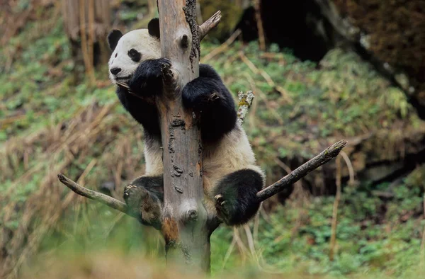 Panda Gigante Bambino Ailuropoda Melanoleuca Nome Cinese Xiongmao Wolong Sichuan — Foto Stock