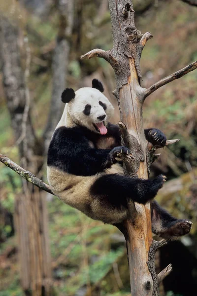 Baby Giant Panda Ailuropoda Melanoleuca Chinese Nome Xiongmao Wolong Sichuan — Fotografia de Stock