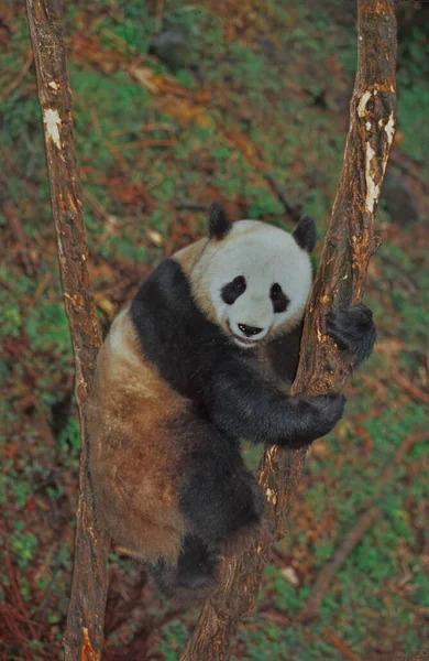 Baby Giant Panda Ailuropoda Melanoleuca Chinese Name Xiongmao Wolong Sichuan — Stockfoto