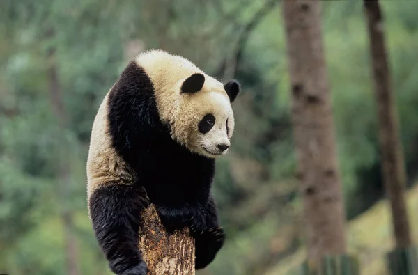 赤ちゃんジャイアントパンダ Ailuropoda Melanoleuca 中国語名 Xiongmao Wolong Sichuan China Sichuan Giant — ストック写真