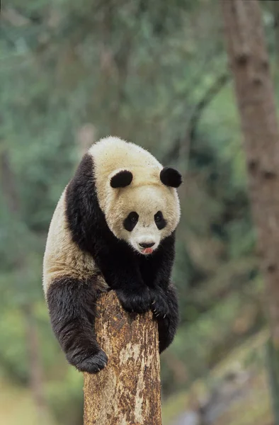 Baby Giant Panda Ailuropoda Melanoleuca Chinese Name Xiongmao Wolong Sichuan — Stockfoto