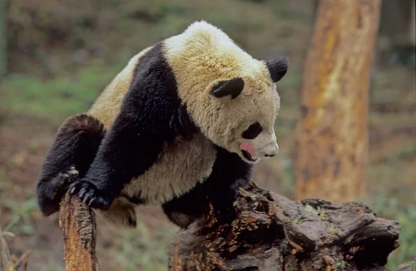 Baby Giant Panda Ailuropoda Melanoleuca Chinese Name Xiongmao Wolong Sichuan — Stock Photo, Image