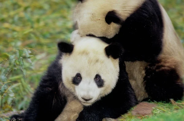 Panda Gigante Bambino Ailuropoda Melanoleuca Nome Cinese Xiongmao Wolong Sichuan — Foto Stock