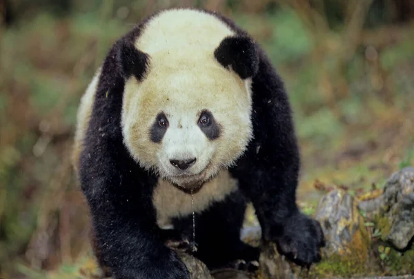 Baby Giant Panda Ailuropoda Melanoleuca Chinese Namn Xiongmao Wolong Sichuan — Stockfoto