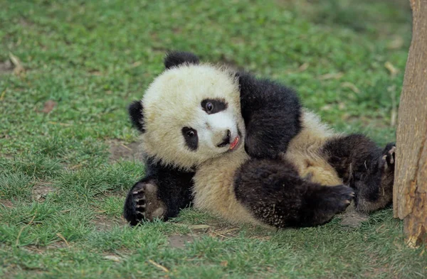 Panda Gigante Bambino Ailuropoda Melanoleuca Nome Cinese Xiongmao Wolong Sichuan — Foto Stock