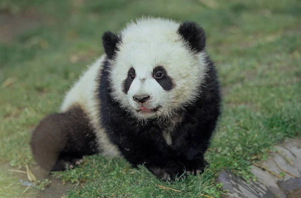 Baby Giant Panda Ailuropoda Melanoleuca Chinese Nazwa Xiongmao Wolong Sichuan — Zdjęcie stockowe