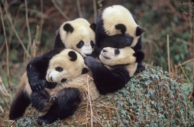 Dev panda (Ailuropoda melanoleuca; Çince: pinyin: dxingmo), Çin 'in güneyinde yaşayan bir ayıdır..