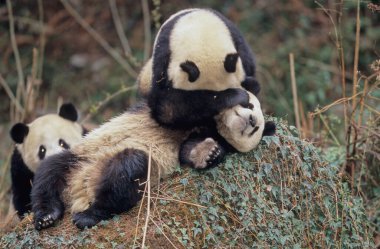 Dev panda (Ailuropoda melanoleuca; Çince: pinyin: dxingmo), Çin 'in güneyinde yaşayan bir ayıdır..