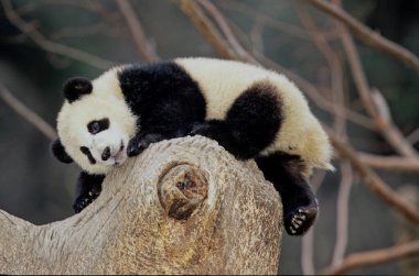 Dev panda (Ailuropoda melanoleuca; Çince: pinyin: dxingmo), Çin 'in güneyinde yaşayan bir ayıdır..