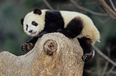 Dev panda (Ailuropoda melanoleuca; Çince: pinyin: dxingmo), Çin 'in güneyinde yaşayan bir ayıdır..