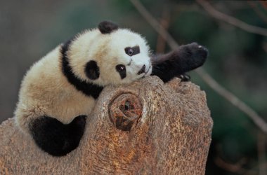 Dev panda (Ailuropoda melanoleuca; Çince: pinyin: dxingmo), Çin 'in güneyinde yaşayan bir ayıdır..