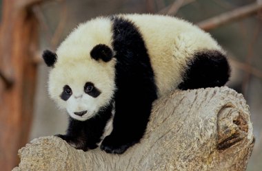 Dev panda (Ailuropoda melanoleuca; Çince: pinyin: dxingmo), Çin 'in güneyinde yaşayan bir ayıdır..