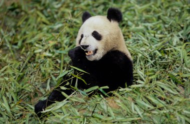 Dev panda (Ailuropoda melanoleuca; Çince: pinyin: dxingmo), Çin 'in güneyinde yaşayan bir ayıdır..
