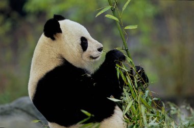 Dev panda (Ailuropoda melanoleuca; Çince: pinyin: dxingmo), Çin 'in güneyinde yaşayan bir ayıdır..