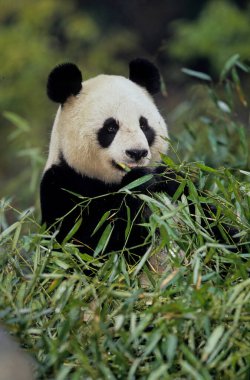 Dev panda (Ailuropoda melanoleuca; Çince: pinyin: dxingmo), Çin 'in güneyinde yaşayan bir ayıdır..
