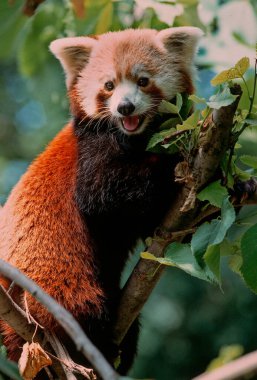 Küçük ya da kırmızı panda