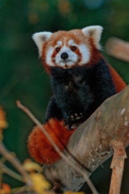 Küçük ya da kırmızı panda