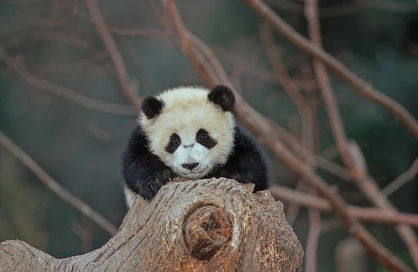 Dev Panda Ailuropoda Melanoleuca Çince Pinyin Dxingmo Çin Güneyinde Yaşayan — Stok fotoğraf
