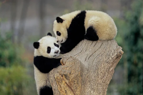 The giant panda (Ailuropoda melanoleuca; Chinese: pinyin: dxingmo),also known as the panda bear or simply the panda, is a bear native to south central China.