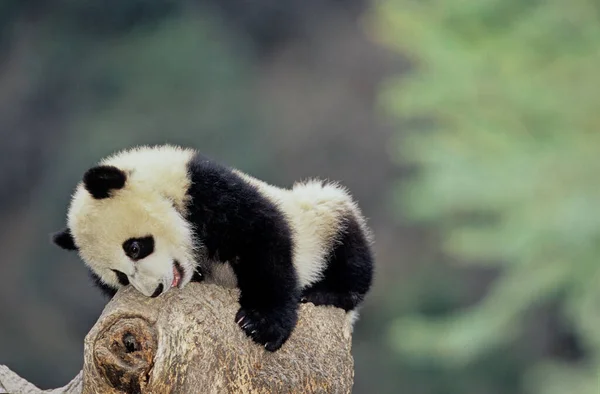 The giant panda (Ailuropoda melanoleuca; Chinese: pinyin: dxingmo),also known as the panda bear or simply the panda, is a bear native to south central China.