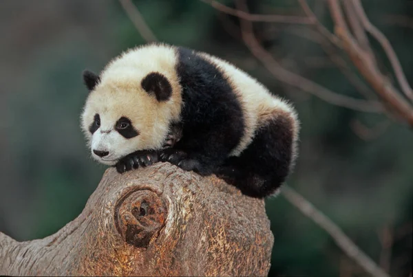 The giant panda (Ailuropoda melanoleuca; Chinese: pinyin: dxingmo),also known as the panda bear or simply the panda, is a bear native to south central China.