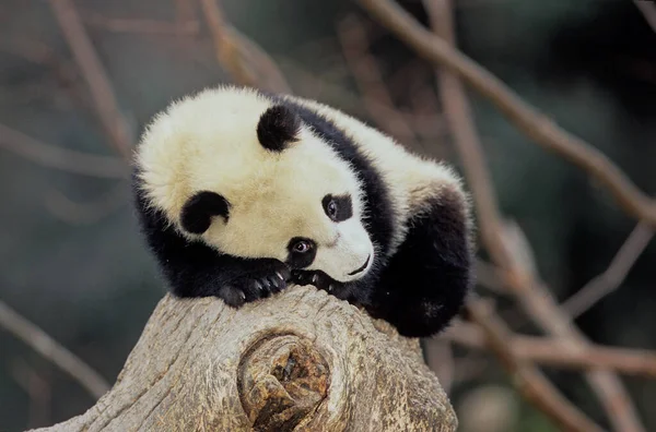 大熊猫 Ailuropoda Melanoleuca Pinyin Dxingmo 又名大熊猫 是原产于中国中南部的一种熊 — 图库照片