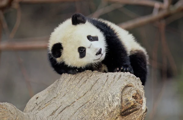 大熊猫 Ailuropoda Melanoleuca Pinyin Dxingmo 又名大熊猫 是原产于中国中南部的一种熊 — 图库照片