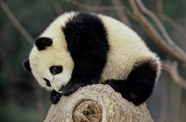 The giant panda (Ailuropoda melanoleuca; Chinese: pinyin: dxingmo),also known as the panda bear or simply the panda, is a bear native to south central China.