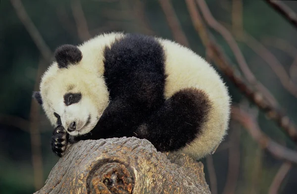 Giant Panda Ailuropoda Melanoleuca Chinese Pinyin Dxingmo Also Known Panda — Stock Photo, Image