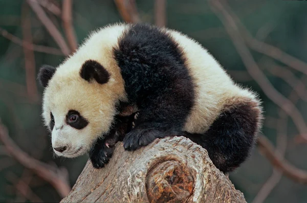 Giant Panda Ailuropoda Melanoleuca Chinese Pinyin Dxingmo Also Known Panda — Stock Photo, Image