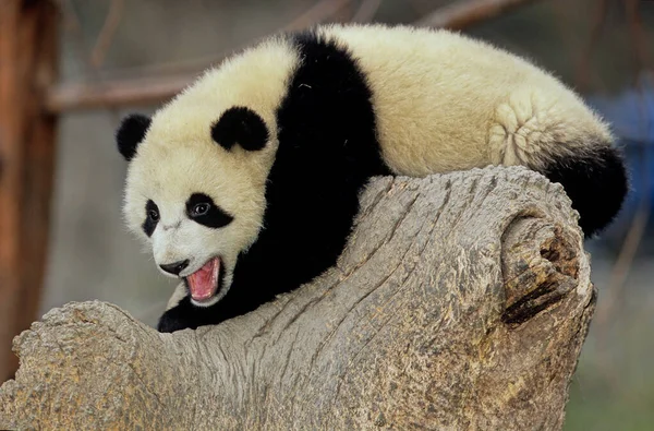 ジャイアントパンダ Ailuropoda Melanoleuca 中国語 Pinyin Dxingmo パンダのクマまたは単にパンダとも呼ばれ 中国南部の中央部に生息するクマです — ストック写真